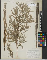 Foto von Salix argophylla Nutt.